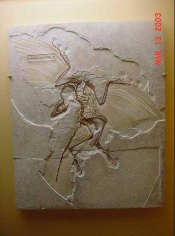 Archaeopterix Fossil - British Museum