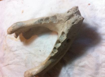 Prehistoric Bison Jawbone